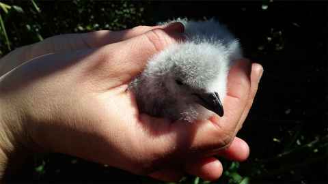 Common diving petrel chick