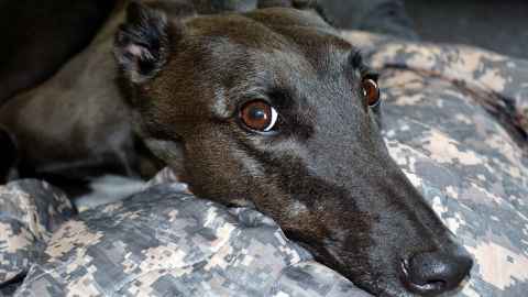 the image shows a the head of a elderly greyhound, dark furred with big dark eyes, looking into the camera while lying on a blanket: Ex-racing greyhounds can be affectionate, loyal and lazy companions; but the opportunity for rehoming, a second chance at life, doesn't work for all. Photo: iStock
