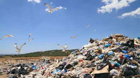 A landfill, with seagulls flying around.