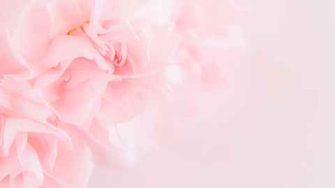 Pink flowers on a pink background.