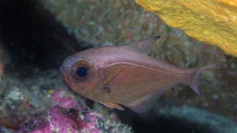 Bigeye fish (Pempheris adspersa) was one of the species measured in the study in the Hauraki Gulf.