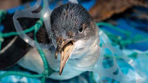 A penguin caught up in discarded domestic plastic debris.