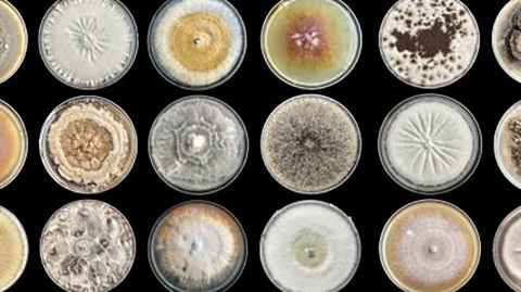 Mould growing in petri dishes.