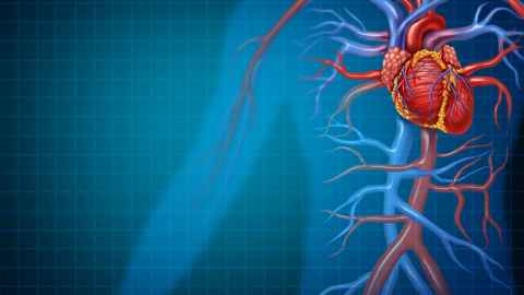 A coloured drawing of a heart, veins and arteries.