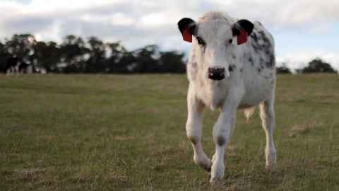 A black and white calf in a field.