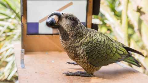 Kea with token. 