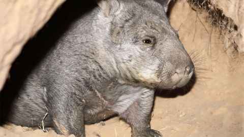 The northern hairy-nosed wombat in Queensland. 
