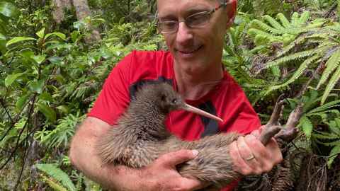 Stephen Marsland (VUW) is working with Rachel on a Marsden project. Here he's holding a North Island brown kiwi. 