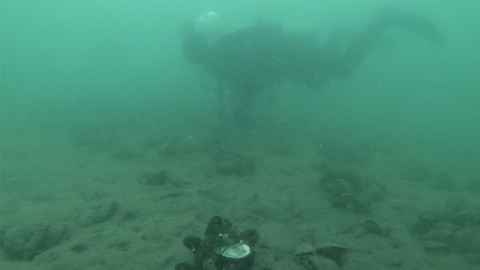 Gape sensors deployed on mussels on a restored mussel bed.