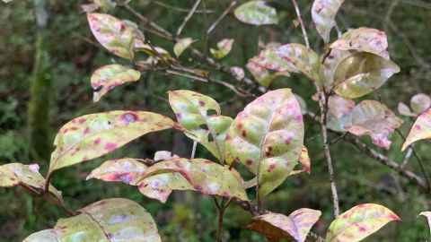 A tree with red and pink spots on its leaves.