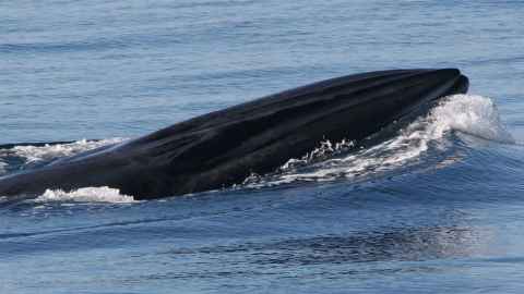 A whale in the sea.