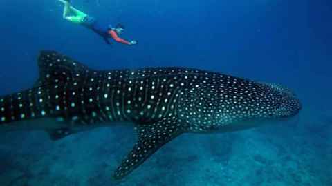 A diver and a very large, spotted whale shark.