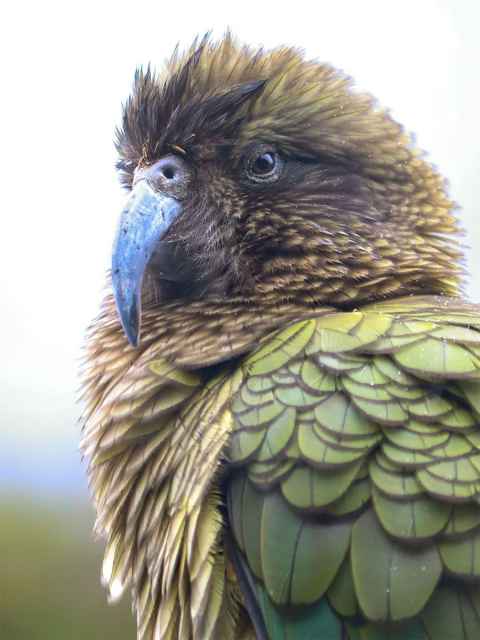 Kea photo taken by Natalie Anderson