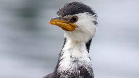 Shag, photo taken by Natalie Anderson