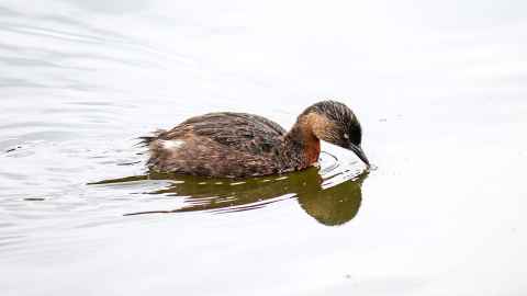 Dabchick, photo by Natalie Anderson