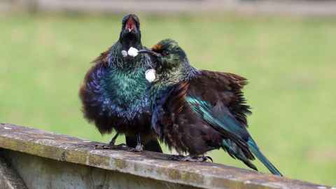 Two tuis, photo taken by Natalie Anderson