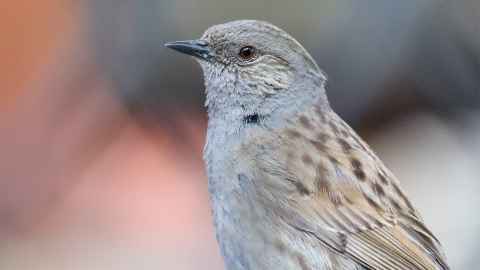 Dunnock by Natalie Anderson