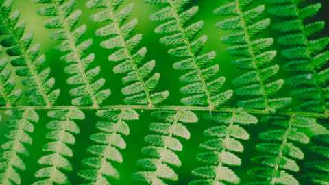 A fern leaf.