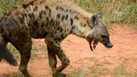 A hyena with its mouth open.