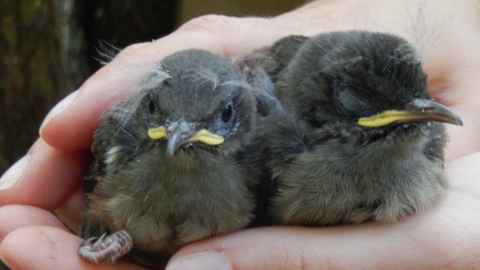 Two small brown birds in a person's hand.