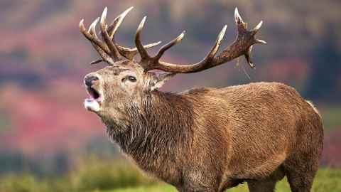 A deer with big antlers apparently in mid-vocalisation.