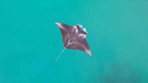 A manta ray in blue-green water.