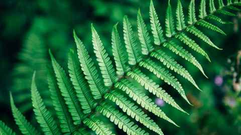 A fern leaf.