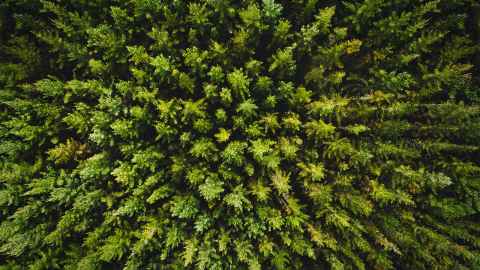 A forest seen from directly above.