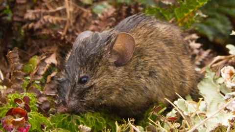 A mouse in undergrowth.