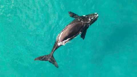 A whale, swimming in a bright blue-green sea.