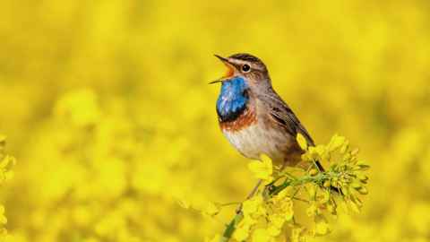 A small brown and blue bird sitting in a tree covered in yellow flowers, with its beak open.