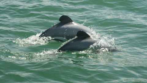 Two Māui dolphins, with rounded dorsal fins, swimming.
