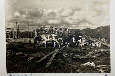 Chapman-Taylor home in Taranaki, c 1930