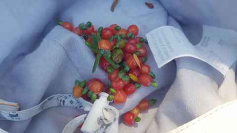Totara berries
