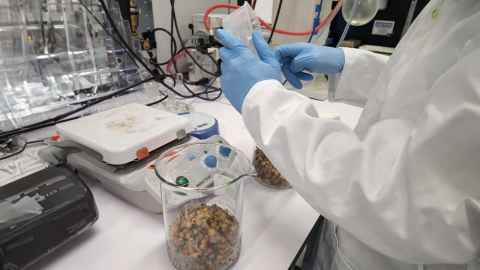 Testing totara berries in the lab