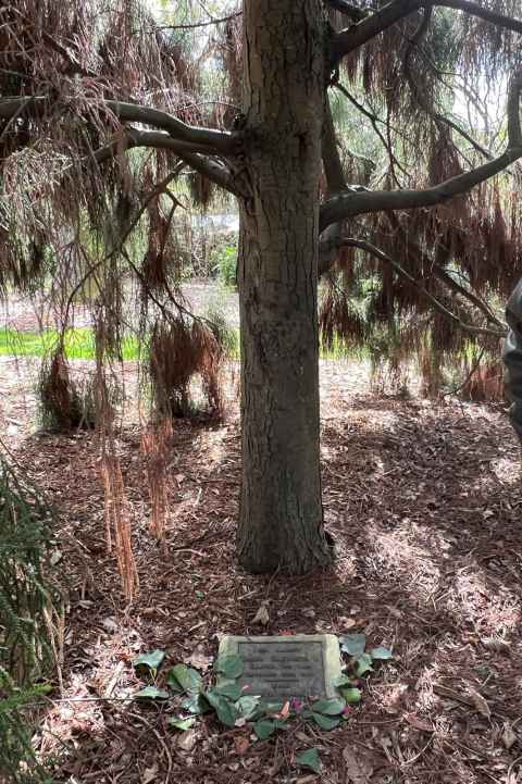 The rimu planted by the Queen in 1953.