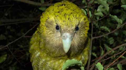 A bright green kākāpō sitting in a tree.
