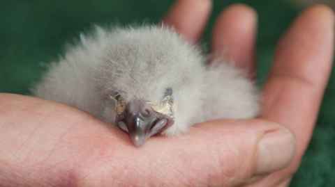 A small, white, fluffy chick in a person's hand.
