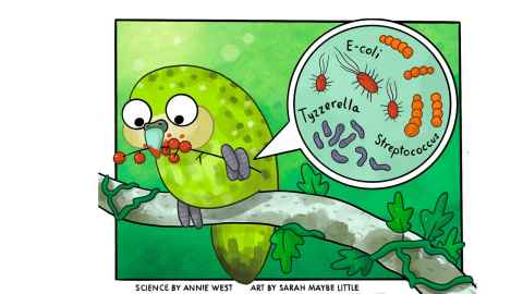 A cartoon drawing of a kakapo eating berries, with an image of bacteria and the words 'E-coli', 'Streptococcus' and 'Tyzzerella'.