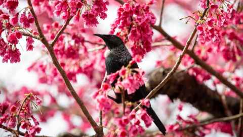A tui in a tree covered in pink flowers.