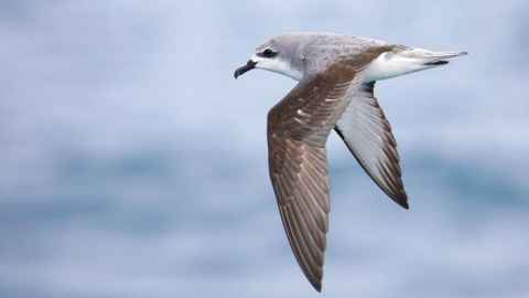 A brown, grey and white bird in flight.