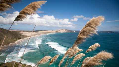 A surf beach on a sunny day, from a nearby cliff with toetoe (pampas grass) on it.