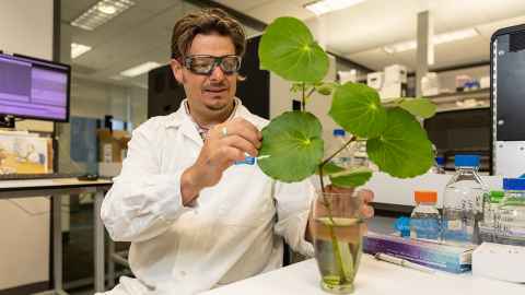 Dr Chris Pook examines a kawakawa plant in the Liggins lab.