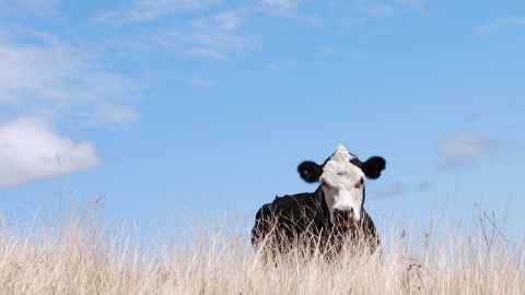 A Friesian cow in a filed of long, dry grass against a blue sky.