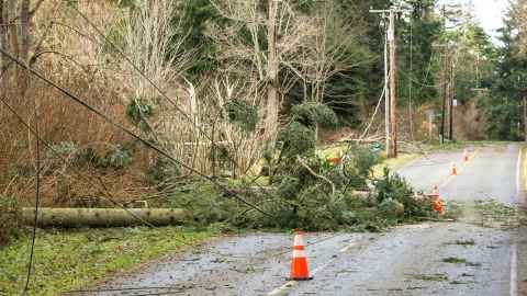 Fallen trees on collapsed power lines by a rural road, with orange traffic cones around it.