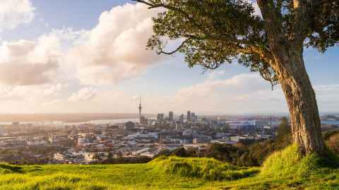 A view of Auckland City from one of the local maunga, with a tree in the foreground.