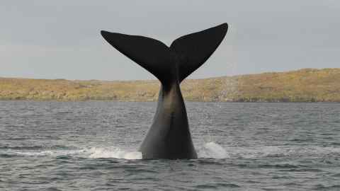 A whale's tail coming out of the sea.