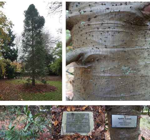 One of Jason Fell's many favourites is the kauri (Agathis Australis) planted by the Governor-General Sir Bernard Fergusson in 1967.