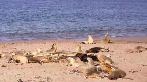 A colony of sealions lie together on a sandy beach on Enderby in the Auckland Islands.