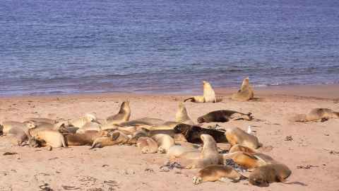 A colony of sea lions lie together on a sandy beach on Enderby in the Auckland Islands.